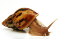 Lissachatina zanzibarica semiadult